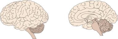 ohimolohkopoimu planum amygdala ventraalinen kuulo temporale tegmentaalialue (VTA) (Heschlin poimu) tyvitumakkeet keskiaivojen