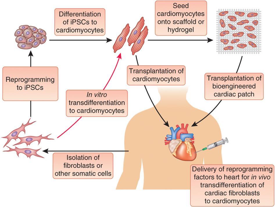 the current promising strategies for generating new cardiomyocytes for cardiac regeneration (figure 3). Figure 3.