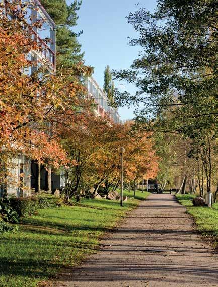 KOIVUHOVI