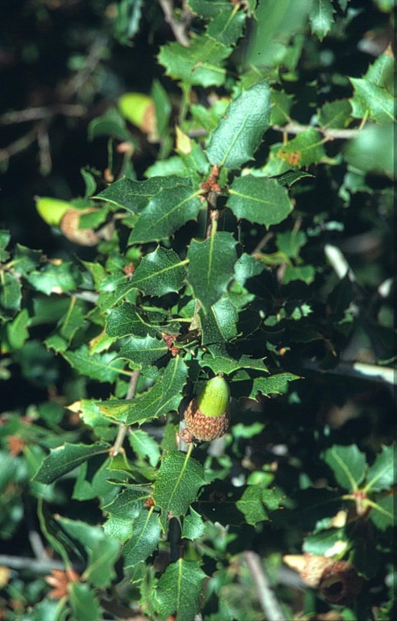 Quercus berberidifolia Quercus durata Judd,
