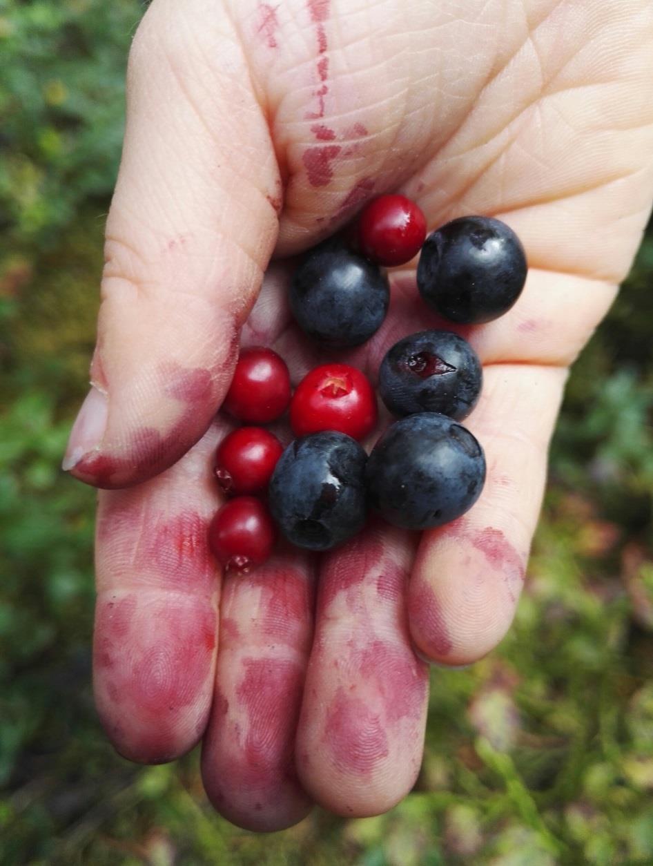 Millaisin tavoittein, millaisin keinoin? Maistamisen mantra on sellainen, jota on viime aikoina pohtinut paljon. Oletamme, että kun vaadimme maistamaan kaikkea, lapsista tulee parempia ruokailijoita.