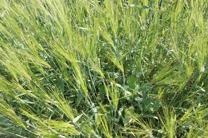 Vuorosekaviljely (relay intercropping) Päällekkäisviljelyä Lajit kasvavat osan kasvuajastaan yhdessä Esim.