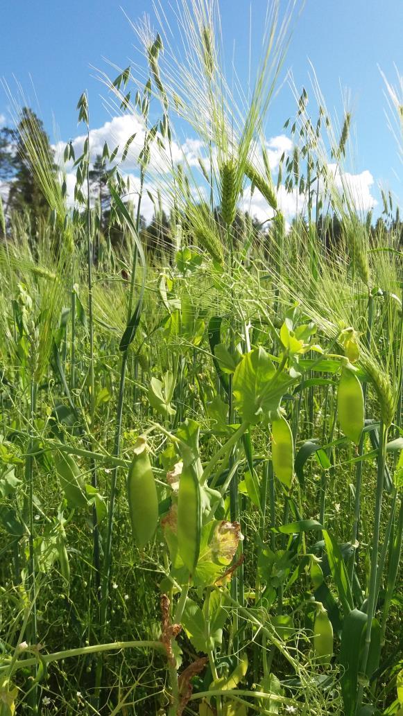 Seosviljely (mixed intercropping) Seosviljelyssä lajit kasvavat kokonaan sekoittuneena Kylvö yhtäaikaisesti seoksena tai peräkkäin Sadonkorjuu yhtäaikaisesti Sato yleisimmin rehuksi, mutta