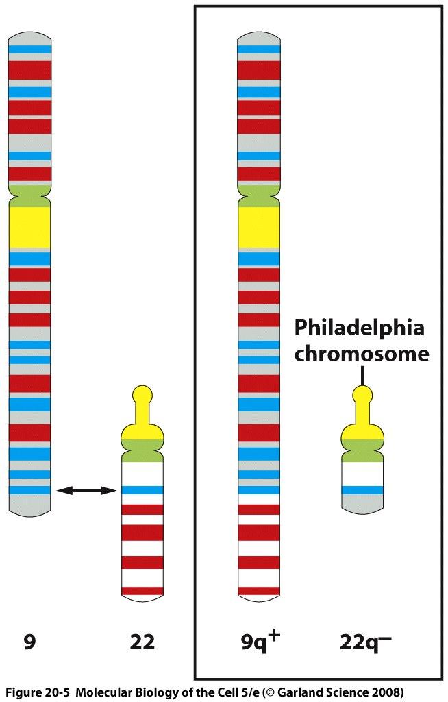 Philadelphia-kromosomi aiheuttaa syövän siten, että syntyy uusi promoottoriyhdistelmä