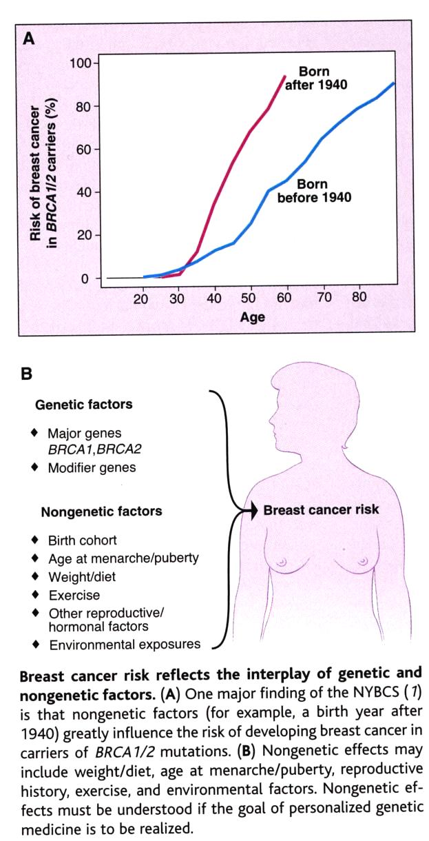 BRCA1 ja BRCA2 ovat tunnistettuja rinta- ja ovariosyövän periytyviä riskitekijöitä, joilla on kuitenkin osuus vain noin 1/20 rintasyövistä.