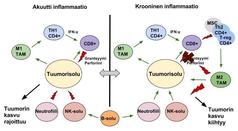 14 Kuva 1 (DeNardo 2007): Tulehduksen akuuttivaiheessa (vasen puoli) M1-makrofagit (TAM: tumor-associated macrophages) esittelevät MHC I molekyyliensä välityksellä tunnistamiaan kasvainantigeenejä