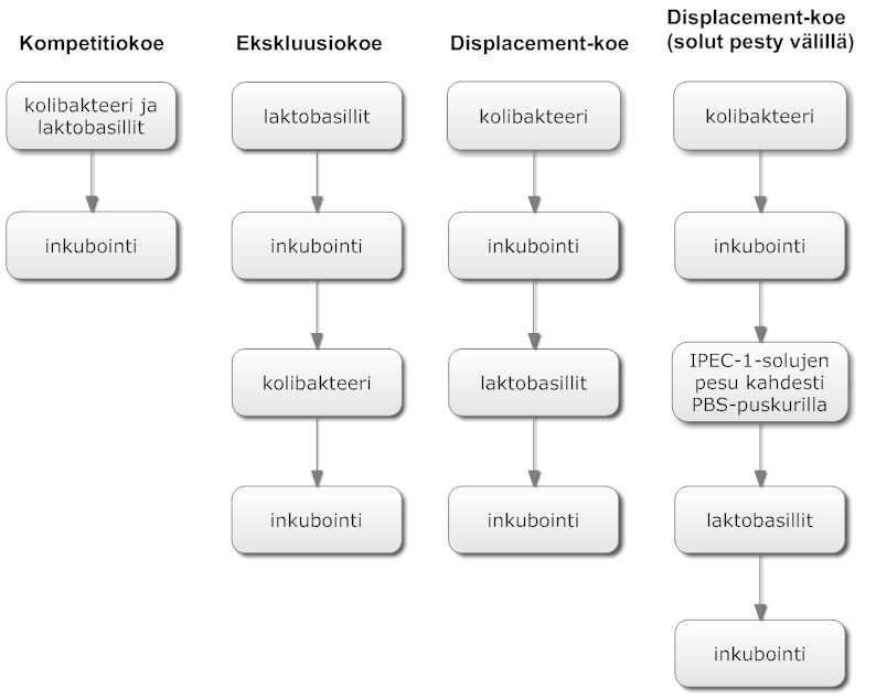 15 Koejärjestelyt poikkesivat toisistaan sen perusteella, missä järjestyksessä bakteerit lisättiin IPEC-1-soluille (kuva 9).
