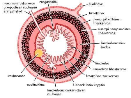 3 flagellojensa avulla. Escherichia coli kuuluu enterobakteerien heimoon ja kykenee tuottamaan energiansa joko fermentoimalla tai aerobisella soluhengityksellä. [2.