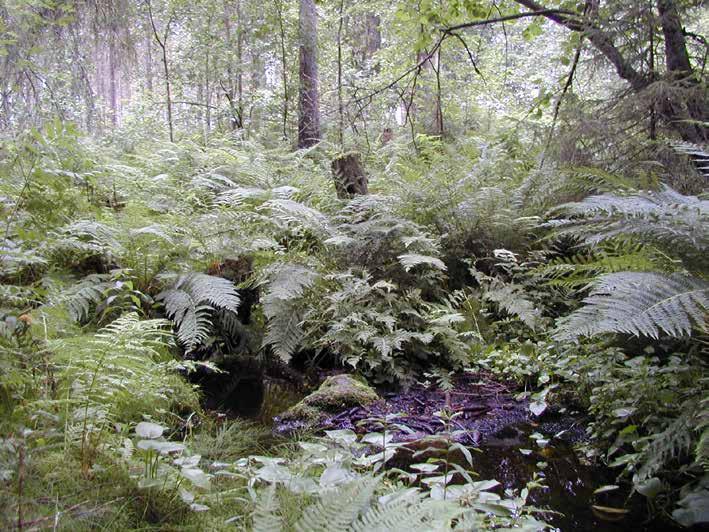 { 10 } 4.2 Rehevät korvet sekä letot Metsälaissa tarkoitetuille reheville korpityypeille sekä letoille yhteinen ominaispiirre on luonnontilainen tai luonnontilaisen kaltainen vesitalous.