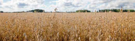 Ostamme viljaa elintarvike- ja rehukäyttöön Raision viljan osto ja viljelysopimukset Raision myllyissä erityisesti vehnän, rukiin ja suurimokauran käyttö on nousussa.