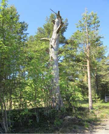 50 cm syvää kuoppaa, jotka liittynevät jollakin tavoin paikan merimerkkiin. B. Karvo 1000030490 / inventointiraportin kohde nro 21 (kulkuväylät, merimerkit.