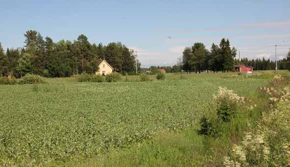 mukaan Hailuodossa on tiedossa 3 merikotkareviiriä. Ne ja lajien pesät sijaitsevat kaikki Natura-alueiden ulkopuolella, kaksi näistä Natura-alueen rajan tuntumassa.