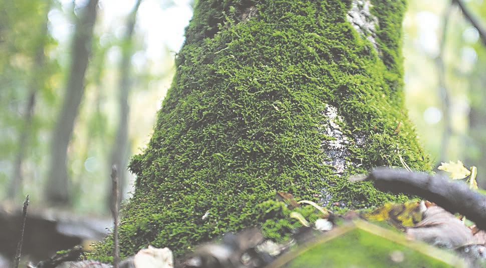 B2 TAMPEREEN ETELÄINEN SEURAKUNTA minun kirkkoni KUULUTUS SEURAKUNTAVAALEISTA Tampereen Eteläisessä seurakunnassa toimitetaan 18.11.