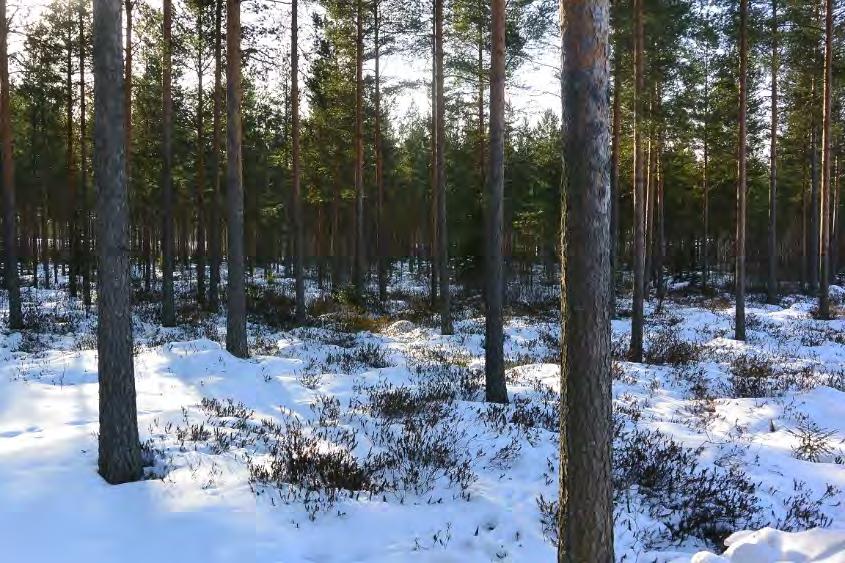 rajaamalla alueella on osin ojitusten kuivattamaa