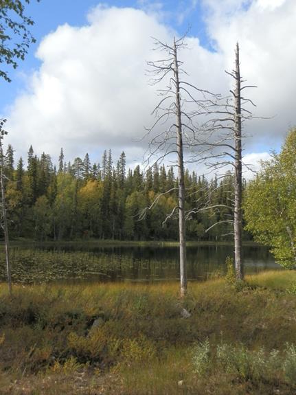 Edunvalvontavaltuutuksen sisältö Selkeät muotosäännökset, laadinnan avuksi suositellaan asiantuntija-apua Valtuutettujen nimeäminen (ks. tarkemmin s.