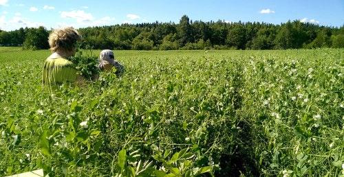 Näytteenotto koeruuduilta Kasvustonäytteitä otettiin kahden viikon välein yhteensä kolme kertaa. Ensimmäiset näytteet otettiin 19.7. ja seuraavat 2.8.