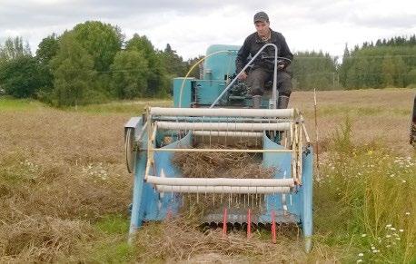 Herneen ja herneseosten puinti, sadon koostumus ja rehuarvot Hernekokeen kokokasvuston näytteidenkeruun loputtua koeruuduilla jäätiin odottelemaan