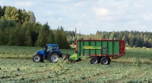 Niitettäessä sänki jätettiin mahdollisimman pitkäksi, noin 15 cm, jotta karho olisi mahdollisimman ilmava ja edistäisi rehun kuivumista. Lisäksi pitkä sänki ehkäisee rehun kuraantumista.