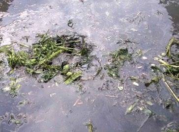 Vuorokauden mittaisesta esikuivatuksesta huolimatta härkäpapukasvusto oli märkää, mikä lisäsi sen painoa. Painon arvioitiin olevan 1,5 kertainen ruohokuormaan verrattuna.