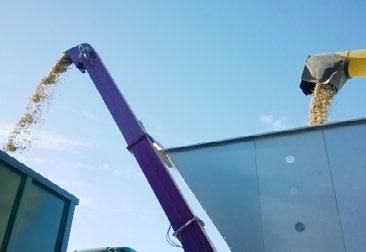 Tämän seurauksena kaikki palot eivät auenneet puitaessa ja kokonaisia palkoja joutui papujen sekaan erottuen mustuneina palkoina vaaleiden papujen seassa (kuva 4).