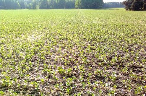 laikun pakkotuleennuttamassa tai kuivuuden vaivaamassa kasvustossa siementen paino jää pienemmäksi kuin terveessä ja riittävästi kosteutta saaneessa kasvustossa.