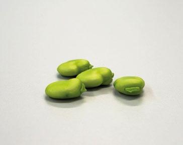Savitaipale - Monivärinen maatiaishärkäpapu. Sato valmistuu aikaisin.