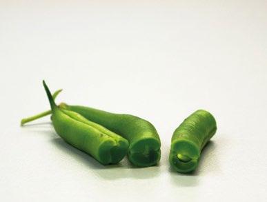 Lajike tuottaa satoa pitkään ja on hyin taudinkestävä.