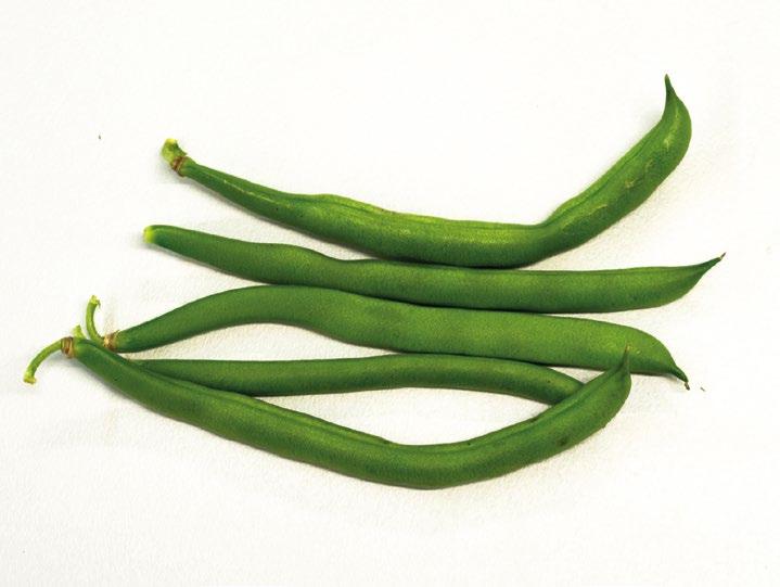 PUUTARHASTA PROTEIINIA -TIETOKORTIT: SALKOPAPU Lajikkeita: Blauhilde - Violetit säikeettömät, hyvin pitkät (n. 30 cm) pavut, muuttuvt keitettäessä tummanvihreiksi. Erittäin satoisa ja terve kasvusto.