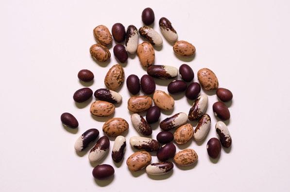 PUUTARHASTA PROTEIINIA -TIETOKORTIT: SILPOPAPU Valkuaisfoorumi PUUTARHASTA PROTEIINIA SILPO- ELI KEITTOPAPU Phaseolus vulgaris, P.