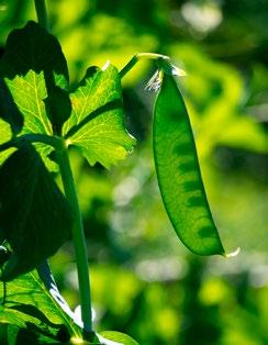PUUTARHASTA PROTEIINIA -TIETOKORTIT: SILPOYDINHERNE SILPOYDINHERNE Pisum sativum var. medullare Valkuaisfoorumi PUUTARHASTA PROTEIINIA Esittely: Silpoydinherne kuuluu tarhaherneisiin.