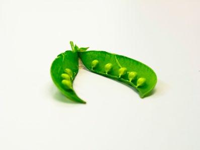 Kelvedon Wonder on pitkään viljelty, varhainen ja runsassatoinen lajike. Kasvaa 50 cm korkeaksi.