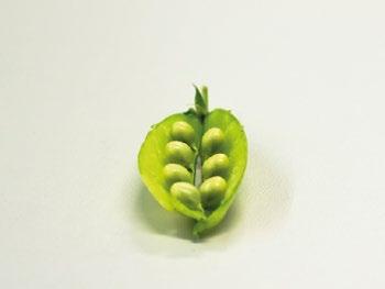 PUUTARHASTA PROTEIINIA -TIETOKORTIT: SOKERIHERNE Lajikkeita: De Grace - Suosittu ja herkullinen lajike, joka on hyvin