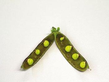 Oregon sugar Pod - Suosittu lajike meillä ja maailmalla. Maukas. Hidaskasvuinen. Kylvetään aikaisin keväällä.