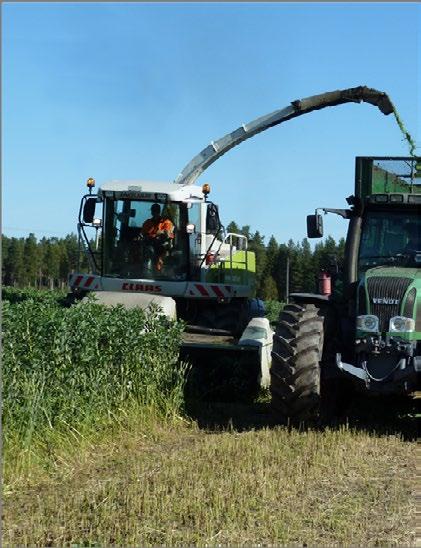 Härkäpapusäilörehun korjuuaika ja rehuarvo Kertakorjuulla paljon valkuaista Härkäpapusäilörehu sopii karja lojen rehustukseen nurmisäilörehun täydentäjäksi.