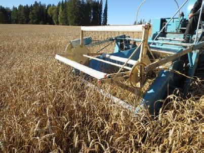 Herneelle voidaan kuitenkin antaa starttilannoituksena typpeä 20 40 kg/ha, sillä alkukeväästä se voi kärsiä typen puutteesta muutaman viikon ajan ennen kuin maa lämpenee ja juurinystyrät alkavat