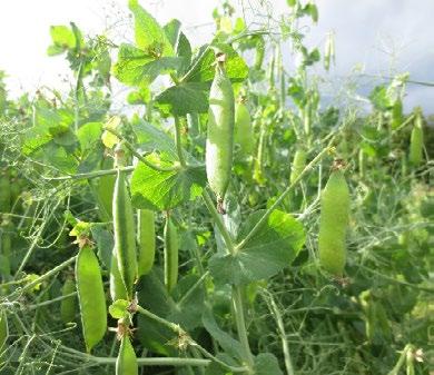 Valkuaiskasveja / Protein crops Katariina Manni Hämeen ammattikorkeakoulu, Mustiala Marketta Rinne, Kaisa Kuoppala ja Eila Järvenpää Luonnonvarakeskus, Jokioinen Kuvat: Katariina Manni Herne Pisum