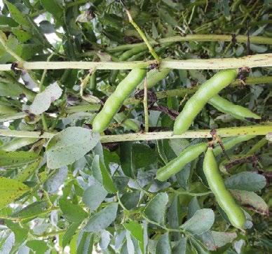 Härkäpapu Vicia faba Härkäpapu on yksi maailman vanhimmista viljelykasveista ja se on maailmanlaajuisesti yleinen ravinto- ja rehukasvi. Myös Suomessa sitä on käytetty ruokakasvina vuosisatoja.