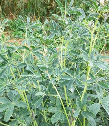 Valkolupiini Lupinus albus Valkolupiini kuuluu yksivuotisiin palkoviljoihin. Sitä voidaan viljellä puhdaskasvustona tai seoskasvustona viljojen kanssa.