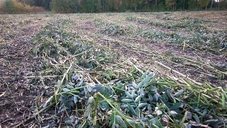 Härkäpapukasvuston tasainen tuleentuminen Härkäpapu tuleentuu yksilönä pitkällä aikavälillä, ja tuo aika voi vuosittain vaihdella suuresti.