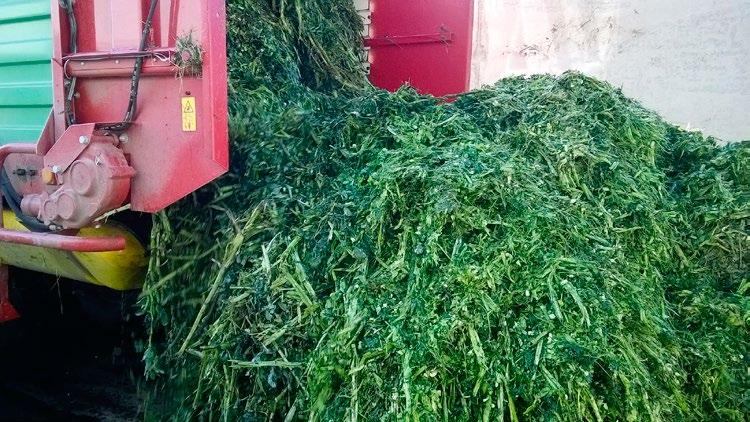 Hyvä säilönnällinen laatu saavutetaan vain eri tavalla tehtäessä rehu palkokasveista kuin heinäkasveista.