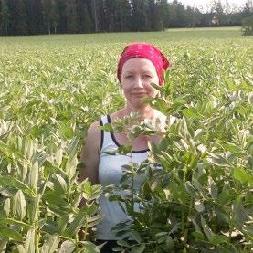Härkäpapu Mattiloiden sikatilan viljelykierrossa ja rehukäytössä Katariina Manni Hämeen ammattikorkeakoulu, Mustiala Pilottitilahaastattelu 26.4.