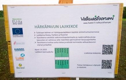 Härkäpavun lajikekoe Tutkittavat lajikkeet olivat Honey, Fanfare ja Pyramid.