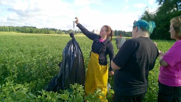 Näytteenoton jälkeen kasvuston korkeus mitattiin joka leikkuureunalta.