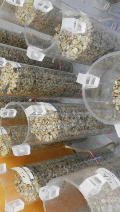 Murskesäilötyn härkäpavun säilöntälaatu, aerobinen stabiilisuus ja haitta-aineiden hajoaminen säilönnän aikana Marketta Rinne, Kaisa Kuoppala, Minna Kahala ja Taina Jalava Luonnonvarakeskus,
