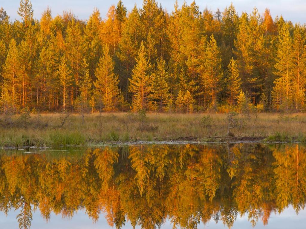 Y- tunnus kohtaisesti 2C Tulot Menot, varaukset, metsävähennys, poistot Metsätalouden Puhdas pääomatulo Tulojen ALV Menojen ALV Arvonlisäveron