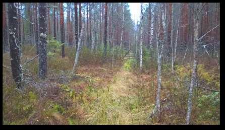 Kuvaus Ojitusalue, jossa puusto vaihtelevaa ja myös kasvupaikka paikoin karuuntuu.