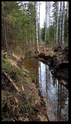 Havaintopiste 7 Kuvaus Kohteella hyvä puusto, joka huolehtii biologisesta kuivatuksesta riittävästi.