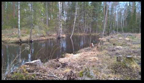 Kuvaus Joen rantaan laskeva oja ja sen äärellä toteutettu päätehakkuuta.