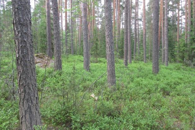 Imatran kaupunki: Paajalan luontoselvitys 16X219560 4 Kuvat 5 ja 6. Mäntyvaltaista puustoa selvitysalueen eteläosan mäellä ja mustikkaturvekangasta länsiosassa. Kuva 7.