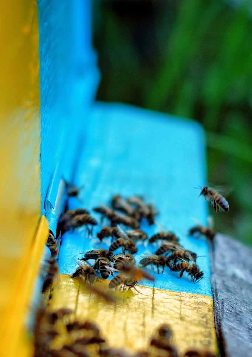 MEHILÄISTALOUS KOKO MAASSA Mehiläispesät koko maa 67 000 Hunajasato kg
